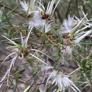 Clematis leptophylla at Yarralumla, ACT - 12 Oct 2021 04:53 PM