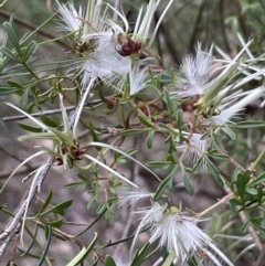 Clematis leptophylla (Small-leaf Clematis, Old Man's Beard) at Yarralumla, ACT - 12 Oct 2021 by JaneR
