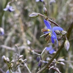 Dianella revoluta (Black-Anther Flax Lily) at Stirling Park - 12 Oct 2021 by JaneR