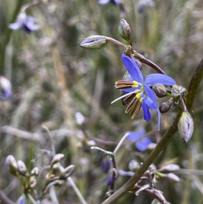 Dianella revoluta (Black-Anther Flax Lily) at Stirling Park - 12 Oct 2021 by JaneR