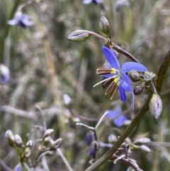 Dianella revoluta (Black-Anther Flax Lily) at Yarralumla, ACT - 12 Oct 2021 by JaneR