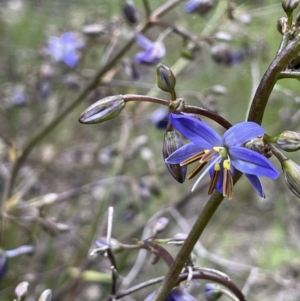 Dianella revoluta at Yarralumla, ACT - 12 Oct 2021 04:59 PM