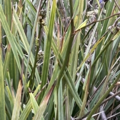 Dianella revoluta at Yarralumla, ACT - 12 Oct 2021 04:59 PM