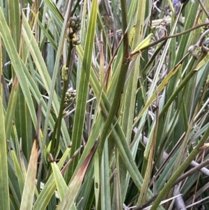 Dianella revoluta at Yarralumla, ACT - 12 Oct 2021 04:59 PM