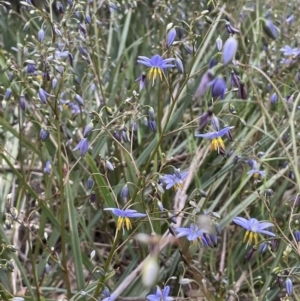 Dianella longifolia at Yarralumla, ACT - 12 Oct 2021 05:09 PM