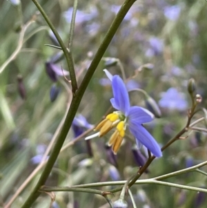 Dianella longifolia at Yarralumla, ACT - 12 Oct 2021