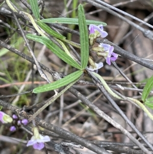 Glycine clandestina at Yarralumla, ACT - 12 Oct 2021