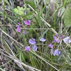 Glycine clandestina at Yarralumla, ACT - 12 Oct 2021