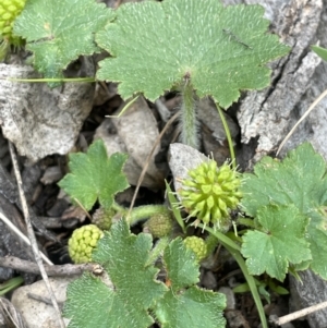 Hydrocotyle laxiflora at Yarralumla, ACT - 12 Oct 2021