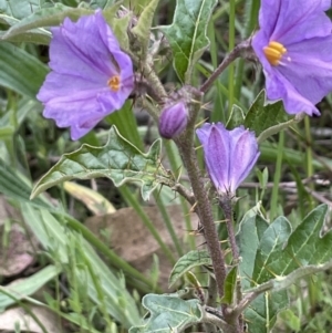 Solanum cinereum at Yarralumla, ACT - 12 Oct 2021