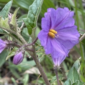 Solanum cinereum at Yarralumla, ACT - 12 Oct 2021
