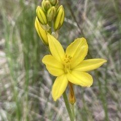 Bulbine bulbosa (Golden Lily) at Yarralumla, ACT - 12 Oct 2021 by JaneR