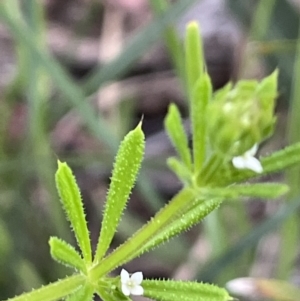 Galium aparine at Yarralumla, ACT - 12 Oct 2021