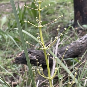 Lomandra multiflora at Yarralumla, ACT - 12 Oct 2021 05:29 PM