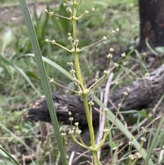 Lomandra multiflora (Many-flowered Matrush) at Yarralumla, ACT - 12 Oct 2021 by JaneR
