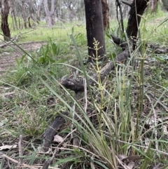 Lomandra multiflora at Yarralumla, ACT - 12 Oct 2021 05:29 PM