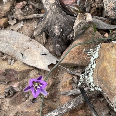 Thysanotus patersonii (Twining Fringe Lily) at Yarralumla, ACT - 12 Oct 2021 by JaneR