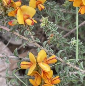 Pultenaea procumbens at Yarralumla, ACT - 12 Oct 2021