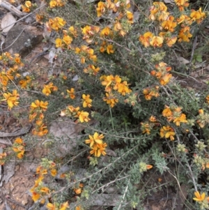 Pultenaea procumbens at Yarralumla, ACT - 12 Oct 2021