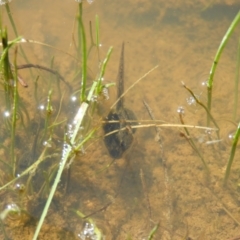 Limnodynastes tasmaniensis (Spotted Grass Frog) at Kambah, ACT - 9 Oct 2021 by MatthewFrawley