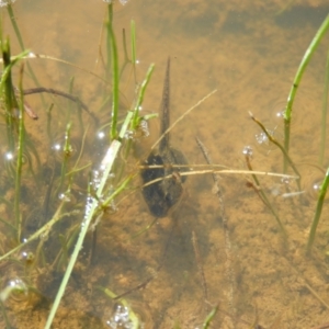 Limnodynastes tasmaniensis at Kambah, ACT - 9 Oct 2021