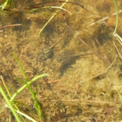 Limnodynastes tasmaniensis at Kambah, ACT - 9 Oct 2021