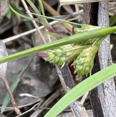 Carex inversa (Knob Sedge) at Stirling Park - 12 Oct 2021 by JaneR