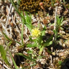 Triptilodiscus pygmaeus (Annual Daisy) at Mount Taylor - 9 Oct 2021 by MatthewFrawley