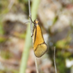 Philobota undescribed species near arabella at Kambah, ACT - 9 Oct 2021 02:10 PM