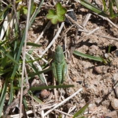 Perala viridis (Spring buzzer) at Namadgi National Park - 9 Oct 2021 by RAllen