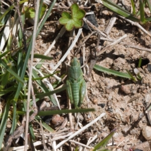 Perala viridis at Mount Clear, ACT - 9 Oct 2021 12:19 PM