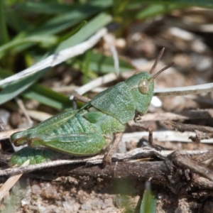 Perala viridis at Mount Clear, ACT - 9 Oct 2021 12:19 PM