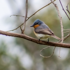 Myiagra cyanoleuca (Satin Flycatcher) at Molonglo River Reserve - 11 Oct 2021 by Chris Appleton