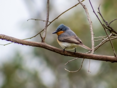 Myiagra cyanoleuca (Satin Flycatcher) at Molonglo Valley, ACT - 11 Oct 2021 by ChrisAppleton