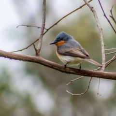 Myiagra cyanoleuca (Satin Flycatcher) at Molonglo Valley, ACT - 11 Oct 2021 by Chris Appleton