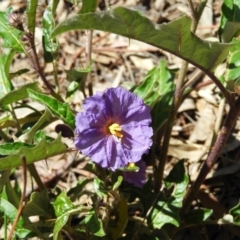 Solanum cinereum (Narrawa Burr) at Kambah, ACT - 9 Oct 2021 by MatthewFrawley