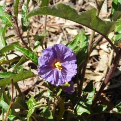 Solanum cinereum (Narrawa Burr) at Kambah, ACT - 9 Oct 2021 by MatthewFrawley