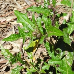 Solanum cinereum at Kambah, ACT - 9 Oct 2021