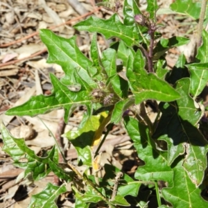Solanum cinereum at Kambah, ACT - 9 Oct 2021