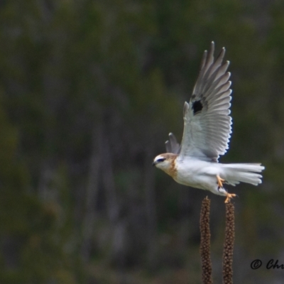 Elanus axillaris (Black-shouldered Kite) at Stromlo, ACT - 12 Oct 2021 by Chris Appleton