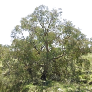 Eucalyptus nortonii at Kambah, ACT - 9 Oct 2021
