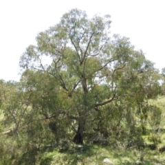 Eucalyptus nortonii (Large-flowered Bundy) at Kambah, ACT - 9 Oct 2021 by MatthewFrawley