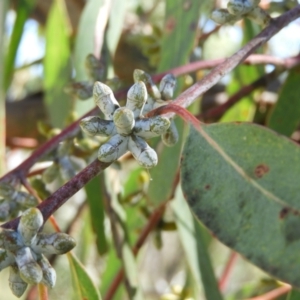 Eucalyptus nortonii at Kambah, ACT - 9 Oct 2021