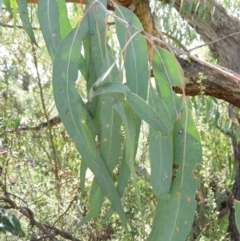 Eucalyptus nortonii at Kambah, ACT - 9 Oct 2021