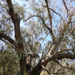 Eucalyptus nortonii at Mount Taylor - 9 Oct 2021