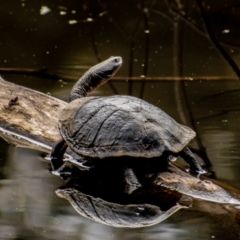 Chelodina longicollis (Eastern Long-necked Turtle) at Paddys River, ACT - 11 Oct 2021 by Chris Appleton