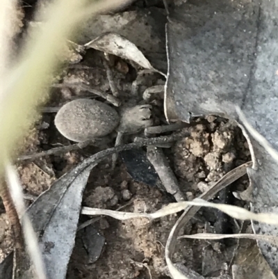 Portacosa cinerea (Grey wolf spider) at Hughes Garran Woodland - 8 Oct 2021 by Tapirlord