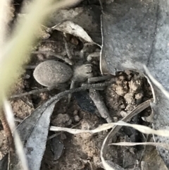 Portacosa cinerea (Grey wolf spider) at Hughes Garran Woodland - 8 Oct 2021 by Tapirlord
