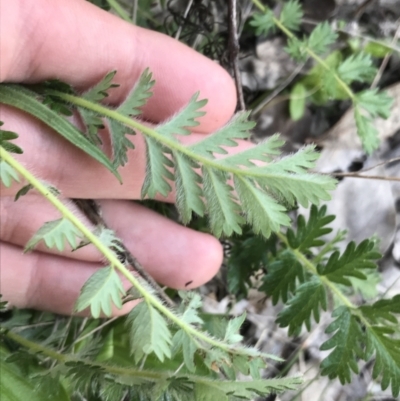 Acaena x ovina (Sheep's Burr) at Red Hill to Yarralumla Creek - 8 Oct 2021 by Tapirlord