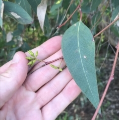 Eucalyptus blakelyi at Red Hill to Yarralumla Creek - 8 Oct 2021 06:13 PM